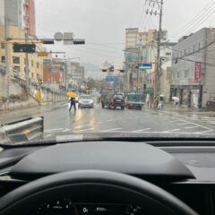 반려동물과 함께 운전 연습